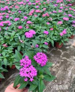 高度20厘米五星花