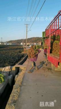 高度35厘米杜鹃