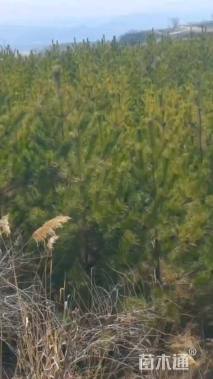 高度2500厘米油松