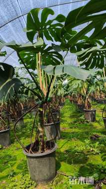 120厘米龟背竹