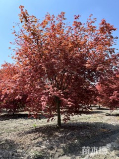 12公分日本红枫