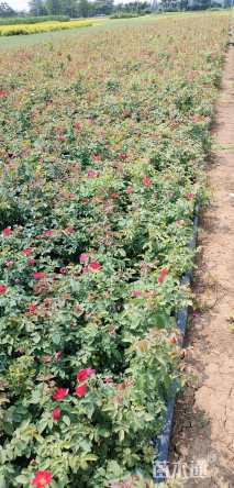 高度35厘米月季