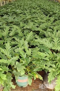 高度30厘米仙羽蔓绿绒