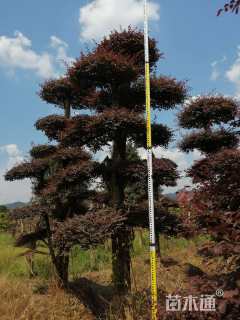 30公分造型红花继木桩