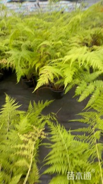 高度100厘米针毛蕨