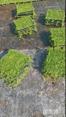 高度2厘米姬岩垂草