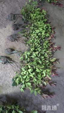 0.2公分红叶石楠