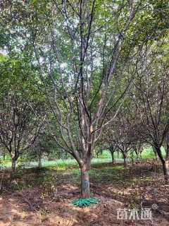 23公分草莓果冻海棠