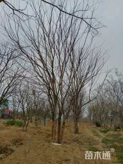 12公分(5杆)丛生朴树