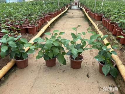 高度50厘米杜鹃