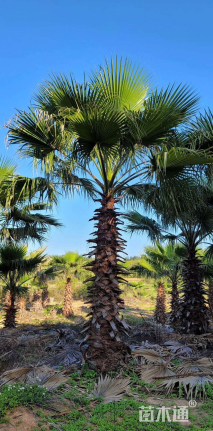 裸干高400厘米华盛顿椰子