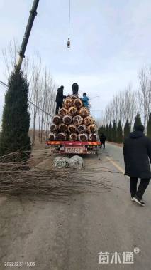 10公分日本晚樱