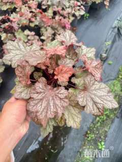 高度10厘米矾根