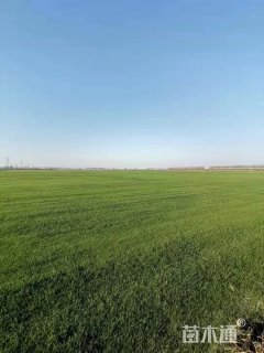 草毯