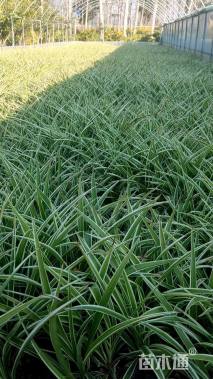 高度20厘米银边吊兰