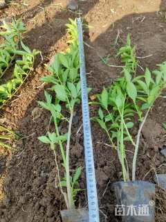 高度40厘米连翘