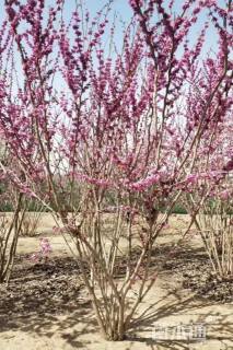 高度350厘米紫荆