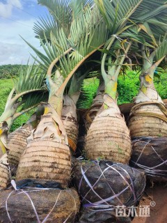 裸干高50厘米酒瓶椰子