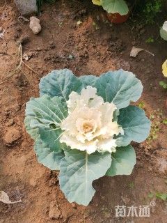 高度20厘米羽衣甘蓝