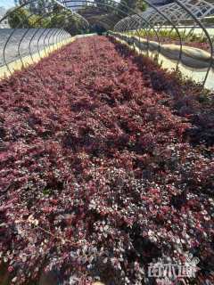 高度30厘米红花继木