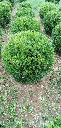 冠幅120厘米瓜子黄杨球