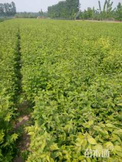 高度80厘米金银木