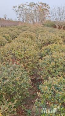 冠幅80厘米火棘球