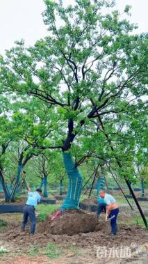 29公分造型乌桕