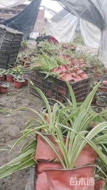 高度20厘米吊兰