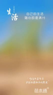 18公分西湖垂柳