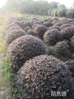 冠幅120厘米红花继木球