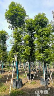 12公分金丝楠木