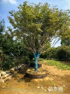 10公分日本红枫