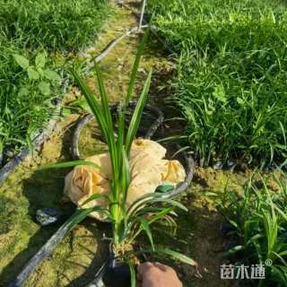 高度20厘米吉祥草