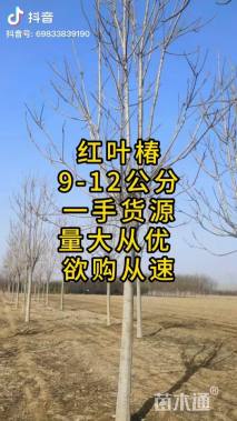 10公分红叶椿