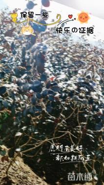 冠幅40厘米红花继木球