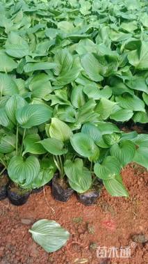 高度25厘米玉簪