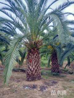 裸干高300厘米加拿利海枣