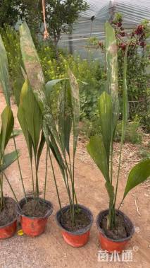 高度45厘米一叶兰