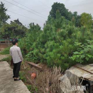 高度200厘米黑松