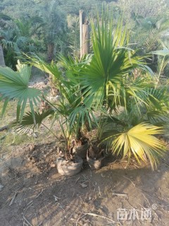 裸干高50厘米棕榈