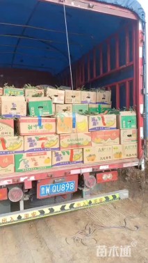 高度40厘米西伯利亚鸢尾