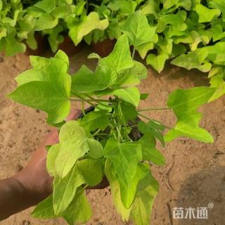 高度20厘米番薯