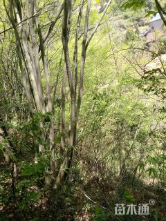 50公分丛生朴树