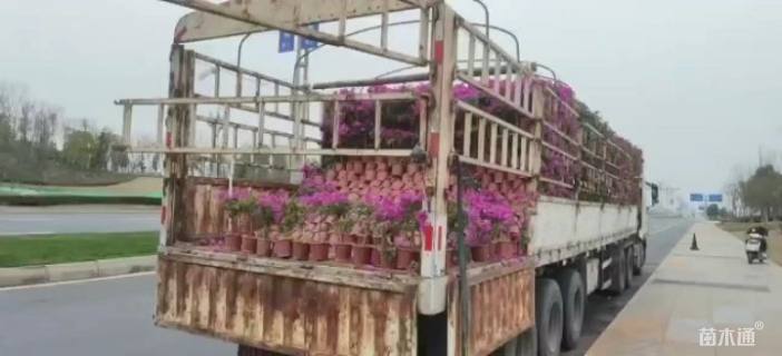 高度40厘米紫花三角梅