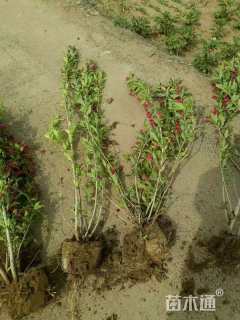 高度60厘米红王子锦带