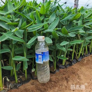 高度50厘米再力花