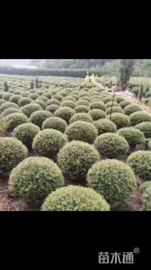 高度60厘米冬青先令球