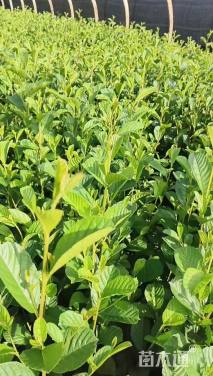 0.4公分川滇桤木