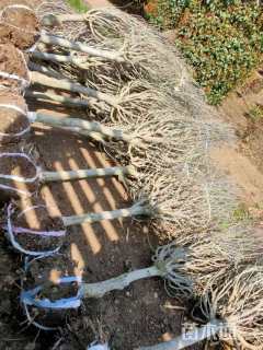 高度250厘米木槿